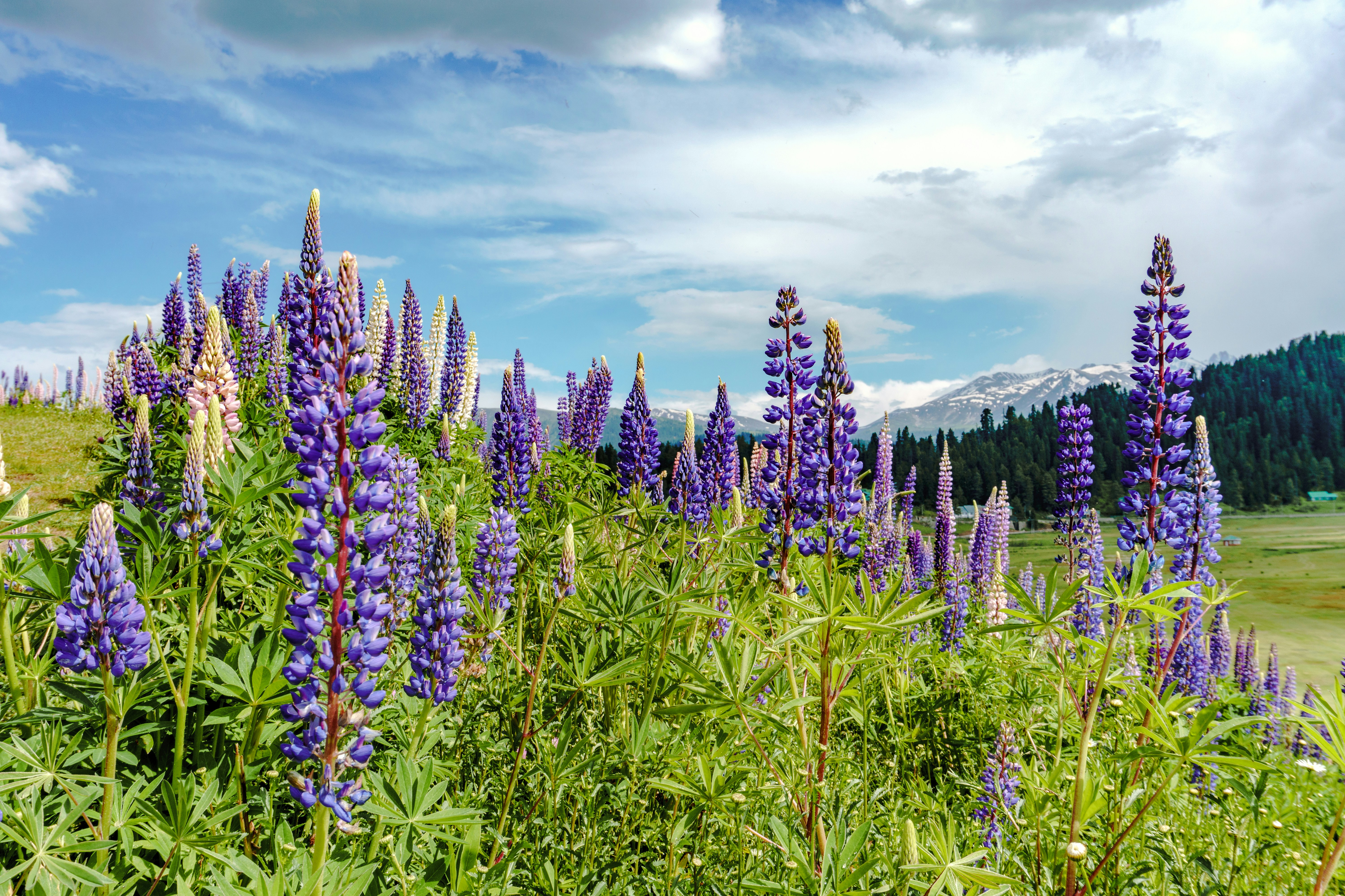 Khilanmarg meadow near Gulmarg